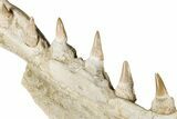Fossil Mosasaur (Platecarpus) Jaw Section with Teeth - Morocco #345265-3